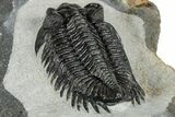 Detailed Coltraneia Trilobite Fossil - Huge Faceted Eyes #328570-4